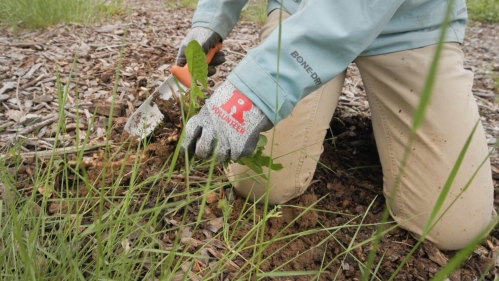 Volunteer